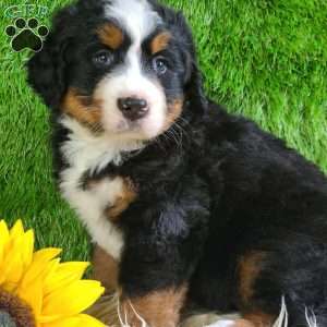 PAISLEY, Bernese Mountain Dog Puppy
