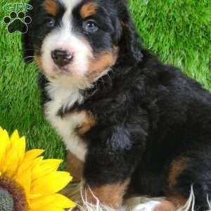 PAISLEY, Bernese Mountain Dog Puppy