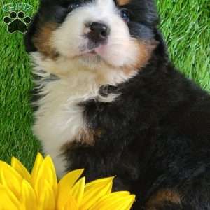 ZUMA, Bernese Mountain Dog Puppy