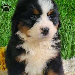 ZUMA, Bernese Mountain Dog Puppy