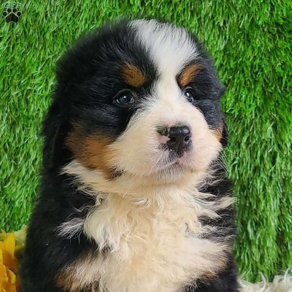 ZUMA, Bernese Mountain Dog Puppy