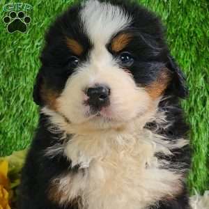 ZUMA, Bernese Mountain Dog Puppy