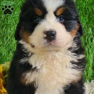 ZUMA, Bernese Mountain Dog Puppy