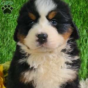 ZUMA, Bernese Mountain Dog Puppy