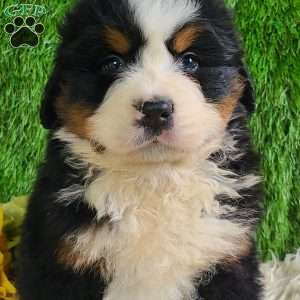 ZUMA, Bernese Mountain Dog Puppy