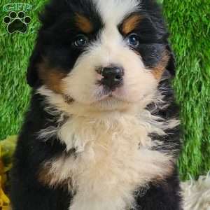 ZUMA, Bernese Mountain Dog Puppy