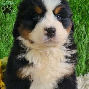 ZUMA, Bernese Mountain Dog Puppy