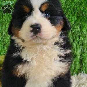 ZUMA, Bernese Mountain Dog Puppy