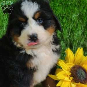ZUMA, Bernese Mountain Dog Puppy