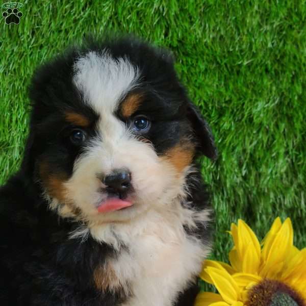 ZUMA, Bernese Mountain Dog Puppy