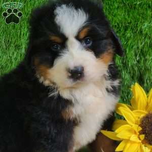 ZUMA, Bernese Mountain Dog Puppy