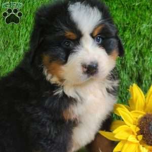 ZUMA, Bernese Mountain Dog Puppy