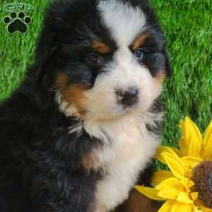 ZUMA, Bernese Mountain Dog Puppy