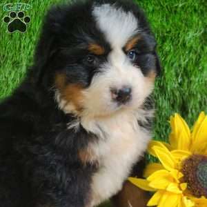ZUMA, Bernese Mountain Dog Puppy