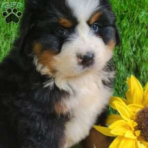 ZUMA, Bernese Mountain Dog Puppy