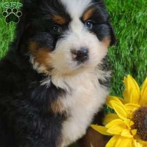 ZUMA, Bernese Mountain Dog Puppy