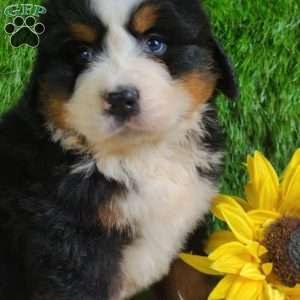 ZUMA, Bernese Mountain Dog Puppy