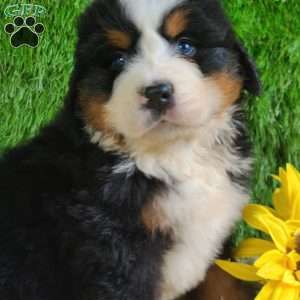 ZUMA, Bernese Mountain Dog Puppy