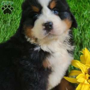 ZUMA, Bernese Mountain Dog Puppy