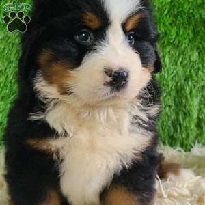 ZUMA, Bernese Mountain Dog Puppy