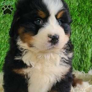 ZUMA, Bernese Mountain Dog Puppy