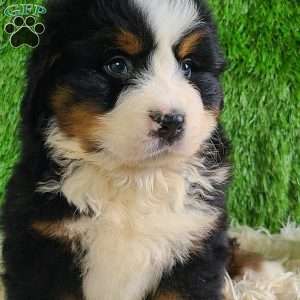 ZUMA, Bernese Mountain Dog Puppy