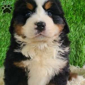 ZUMA, Bernese Mountain Dog Puppy