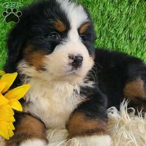 ZUMA, Bernese Mountain Dog Puppy