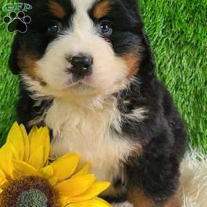 ZUMA, Bernese Mountain Dog Puppy