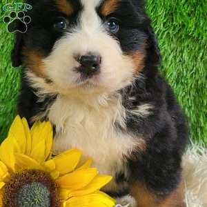 ZUMA, Bernese Mountain Dog Puppy
