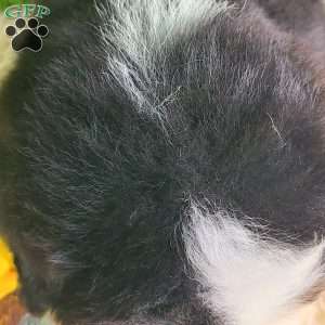 ZUMA, Bernese Mountain Dog Puppy