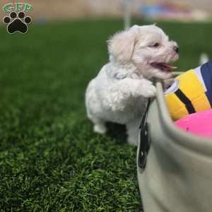Bear, Maltese Puppy