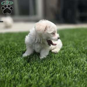 Bear, Maltese Puppy