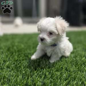 Bear, Maltese Puppy