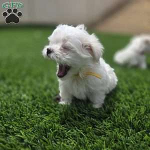 Sage, Maltese Puppy