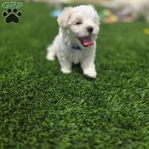 Bear, Maltese Puppy