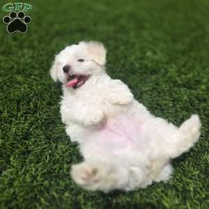 Bear, Maltese Puppy