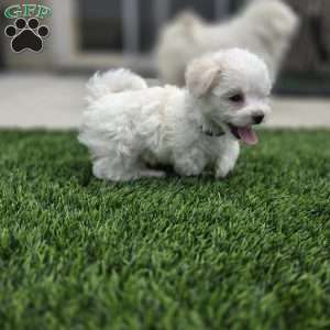 Bear, Maltese Puppy