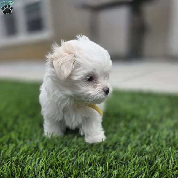 Sage, Maltese Puppy