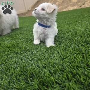 Bear, Maltese Puppy