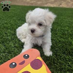 Bear, Maltese Puppy