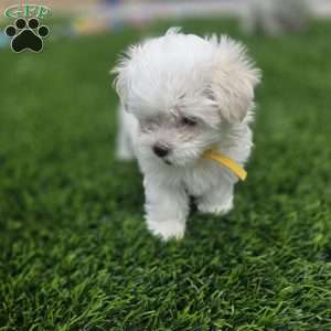 Sage, Maltese Puppy