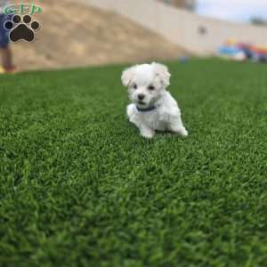 Bear, Maltese Puppy