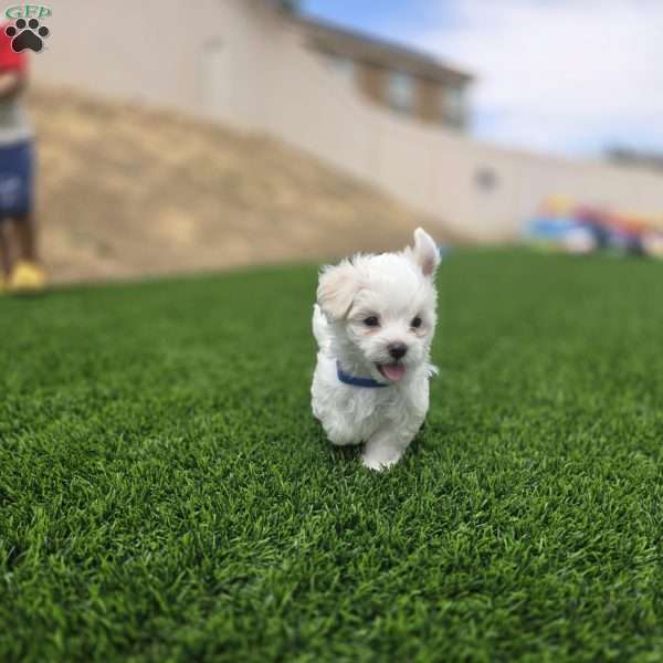 Bear, Maltese Puppy