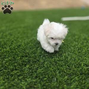 Sage, Maltese Puppy