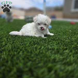 Sage, Maltese Puppy