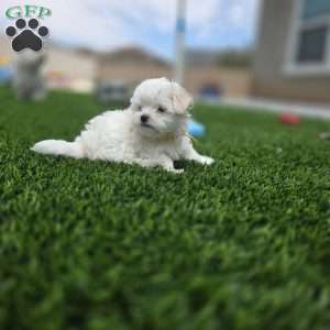Sage, Maltese Puppy