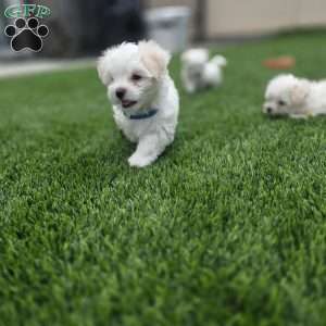 Bear, Maltese Puppy