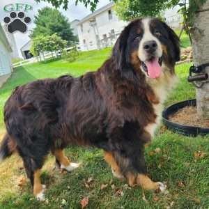 WILDER, Bernese Mountain Dog Puppy