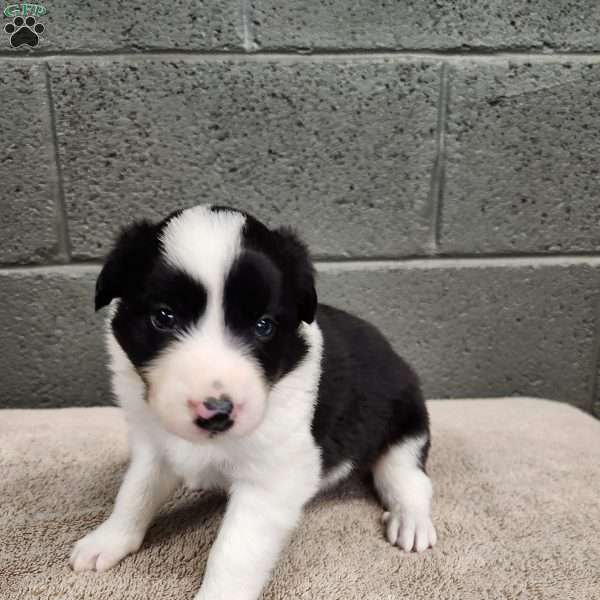 Willie- Pure Breed Border Collie, Border Collie Puppy